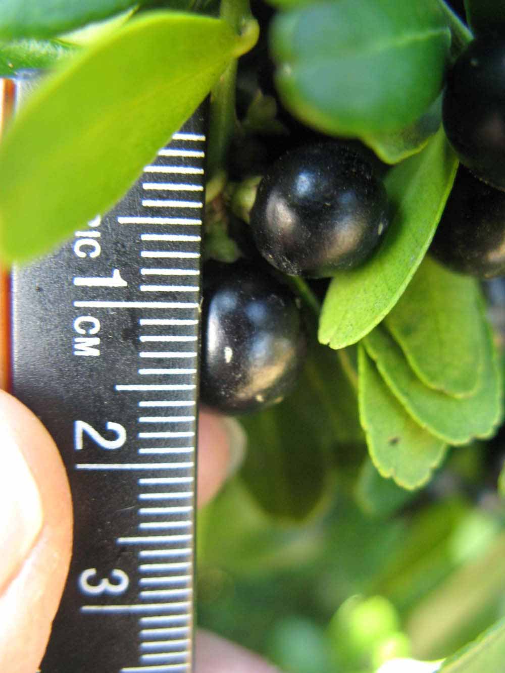              Fruit (Winter Haven, FL)       